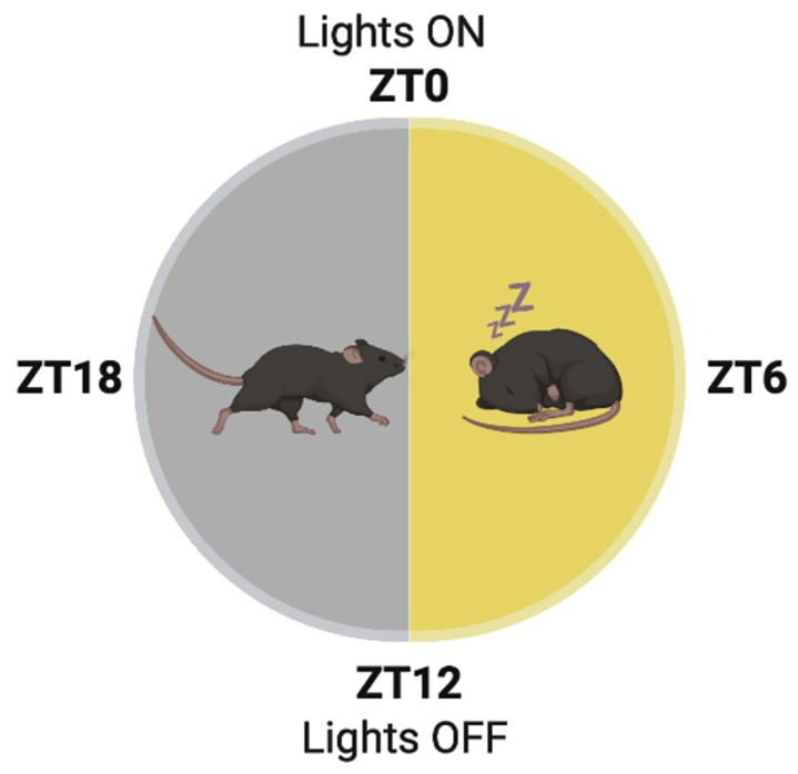 Figure 1