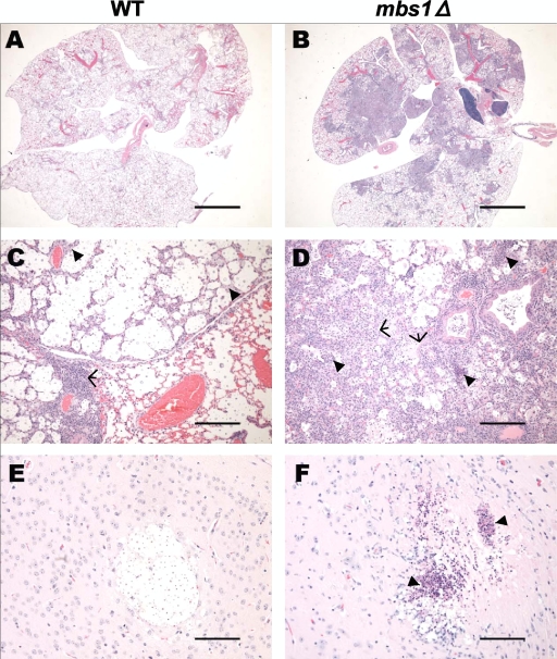 Fig 9