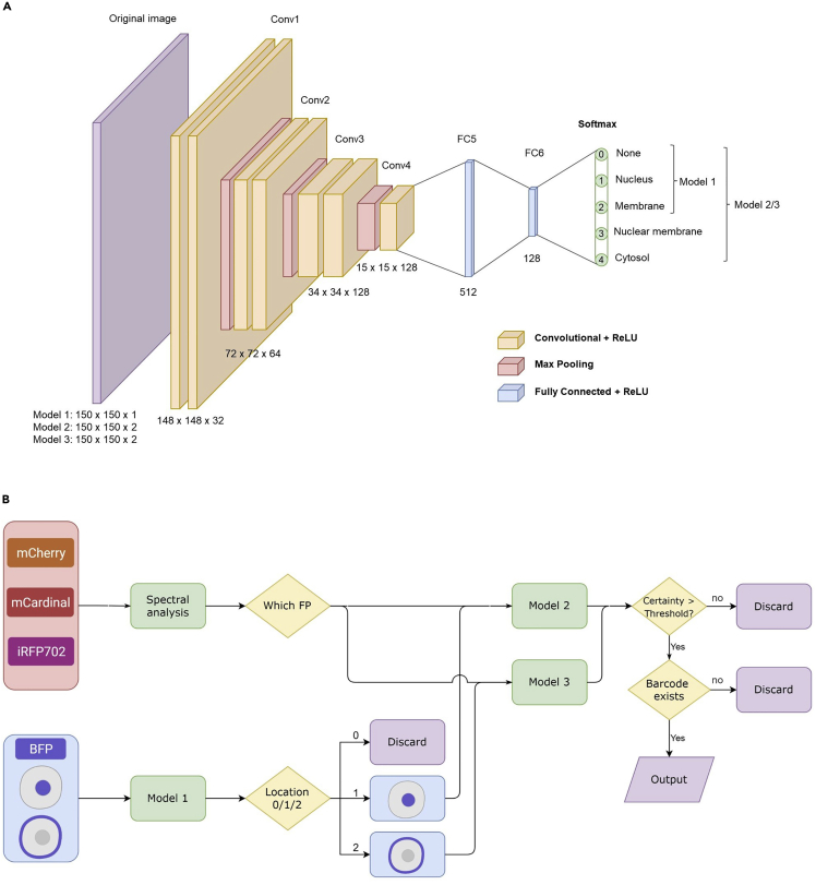 Imaging and analysis for simultaneous tracking of fluorescent ...