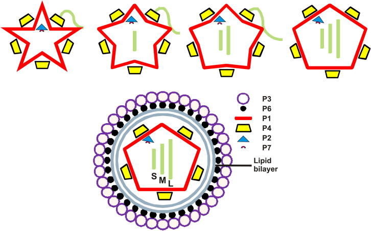 Figure 1