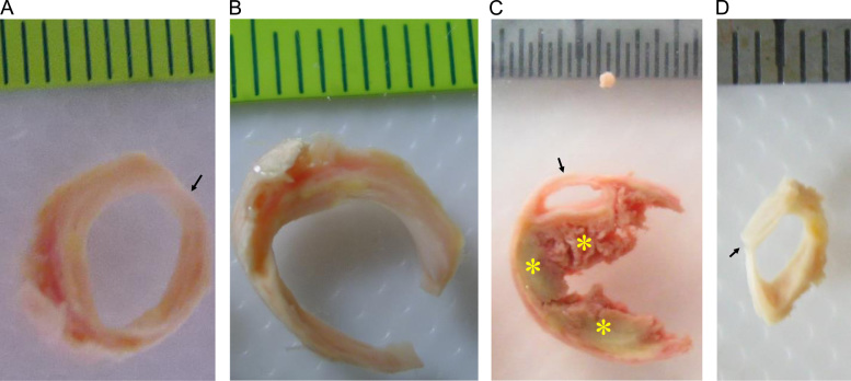 Fig. 7