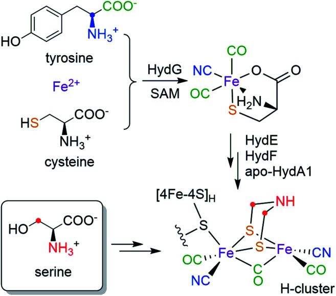 Scheme 1