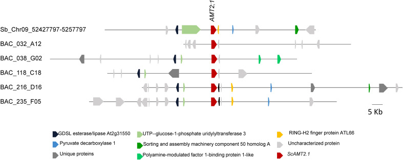 Figure 1