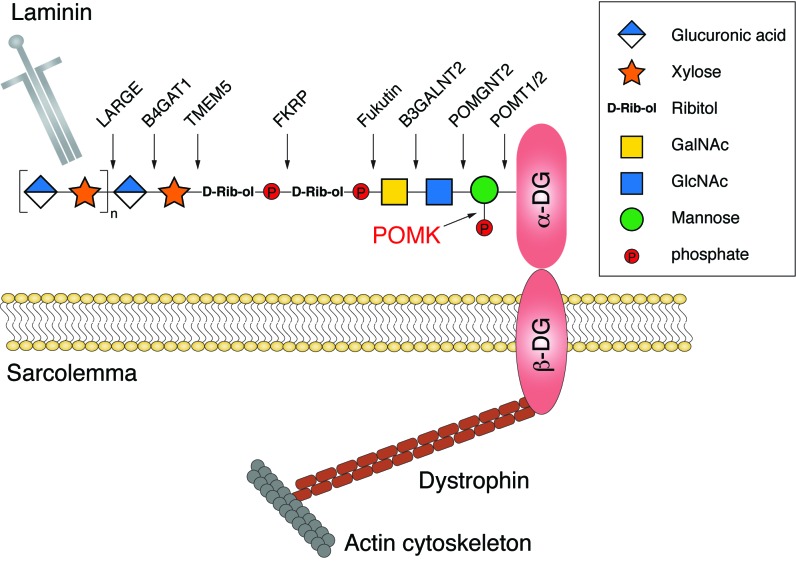 Figure 1—figure supplement 1.