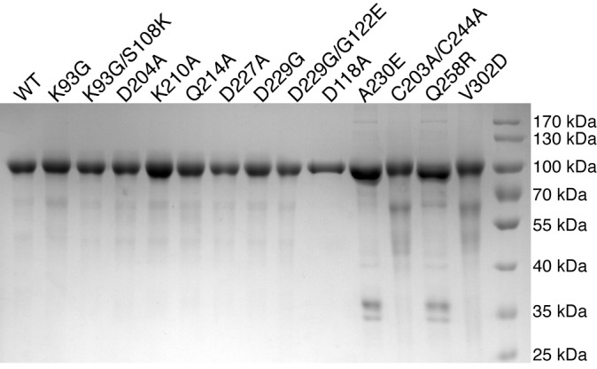 Figure 4—figure supplement 1.