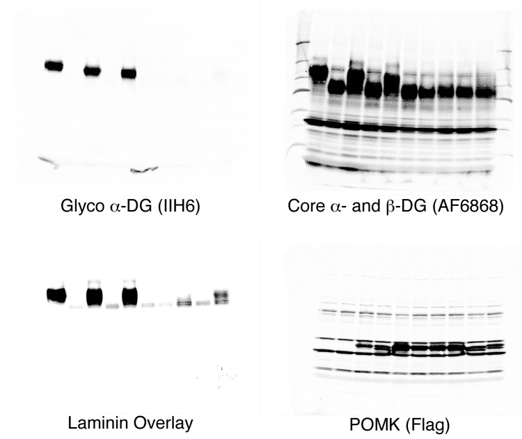 Figure 4—figure supplement 2.