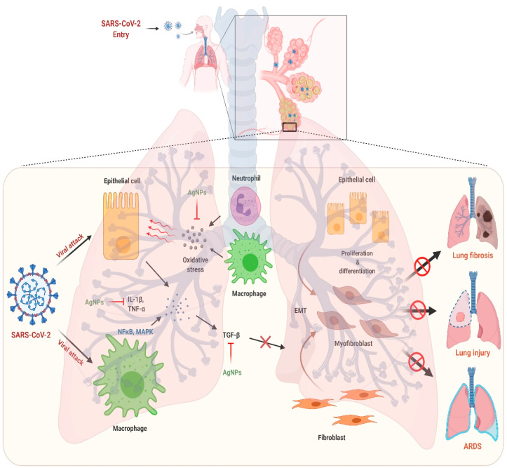 Silver Nanoparticle Based Multifunctional Approach For Combating Covid 