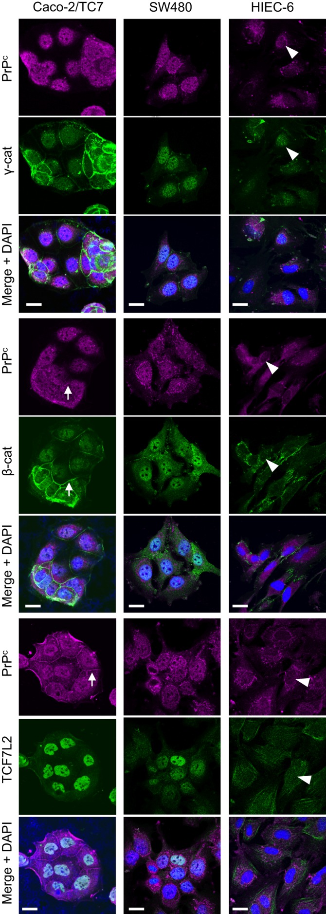 FIGURE 3: