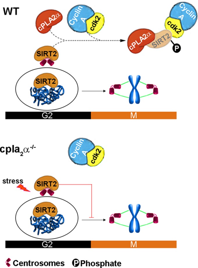 FIG 10