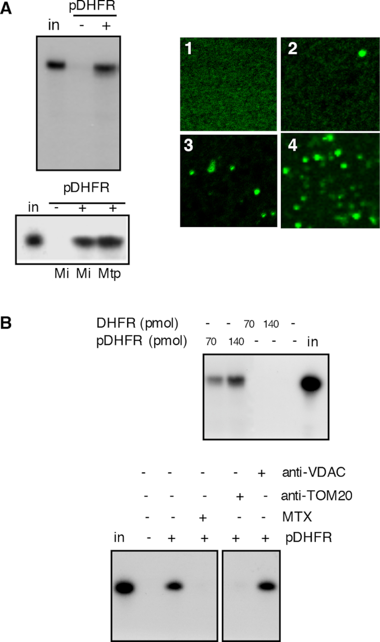 New Figure 1.