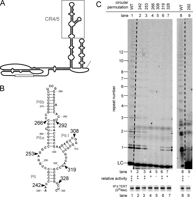 FIG 3