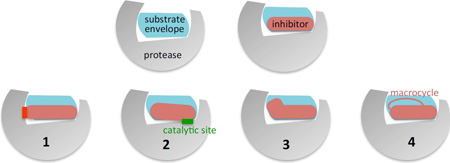 Box 1. Strategies to Design Potent Viral PIs Robust Against Resistance