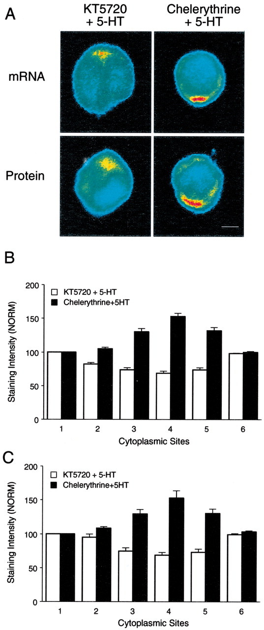 Fig. 6.