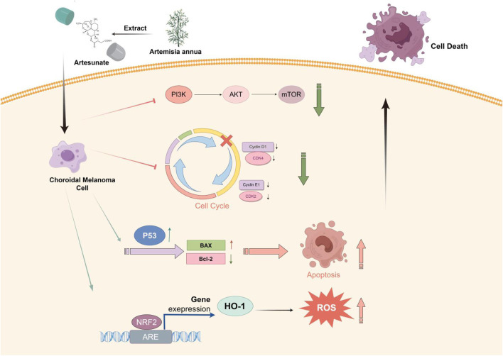 graphic file with name FPHAR_fphar-2024-1448381_wc_abs.jpg