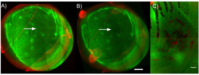 Figure 4: