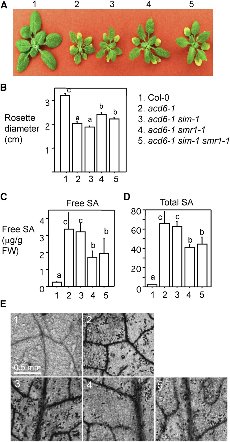 Figure 4.