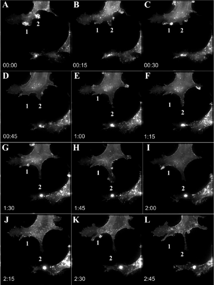 FIGURE 3.