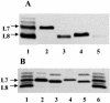 FIG. 2.