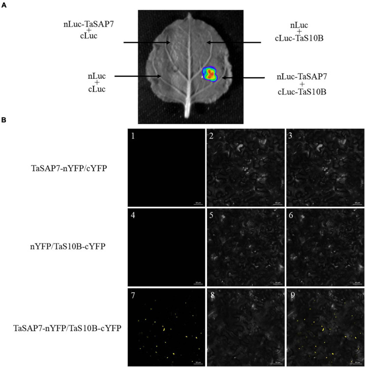 FIGURE 10