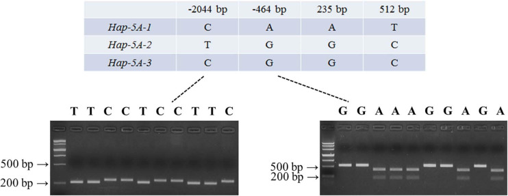 FIGURE 7