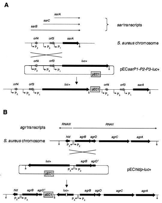 FIG. 1