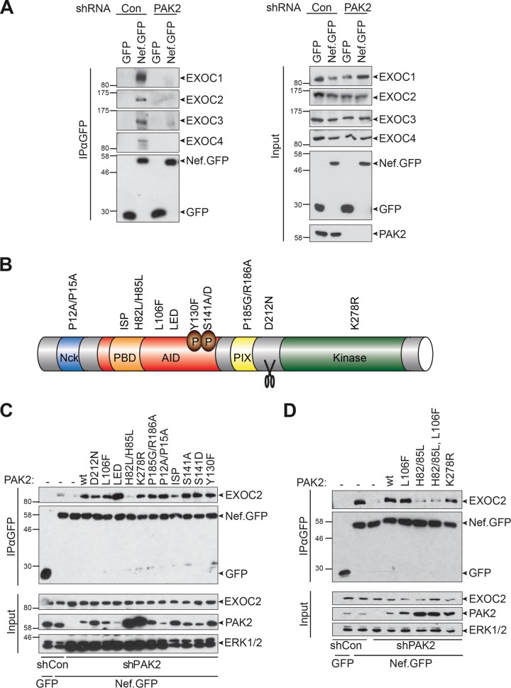 FIG 2 