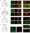 Figure 1—figure supplement 1.