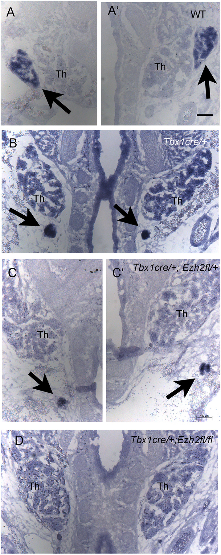 Fig. 7.