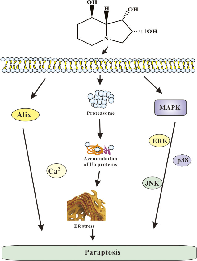 FIGURE 11