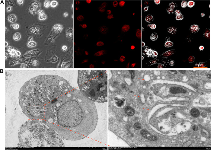 FIGURE 4