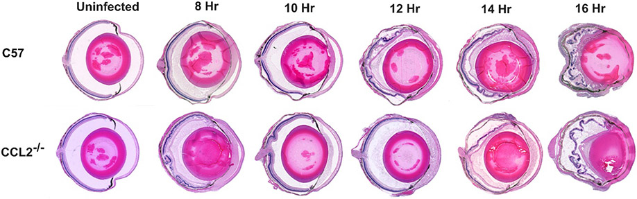 Fig. 5: