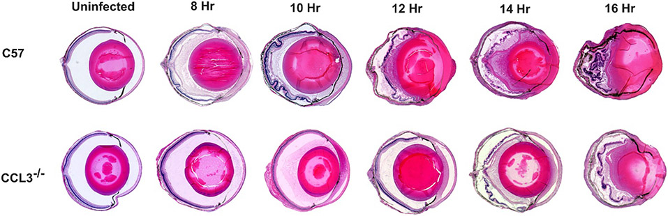 Fig. 6: