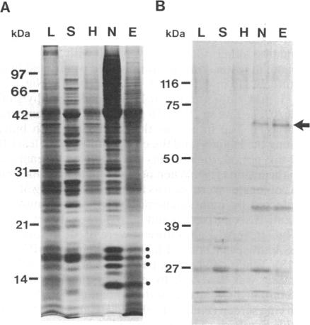 graphic file with name pnas00289-0225-a.jpg