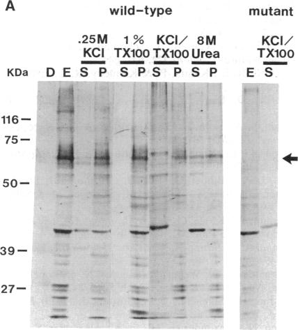 graphic file with name pnas00289-0226-a.jpg