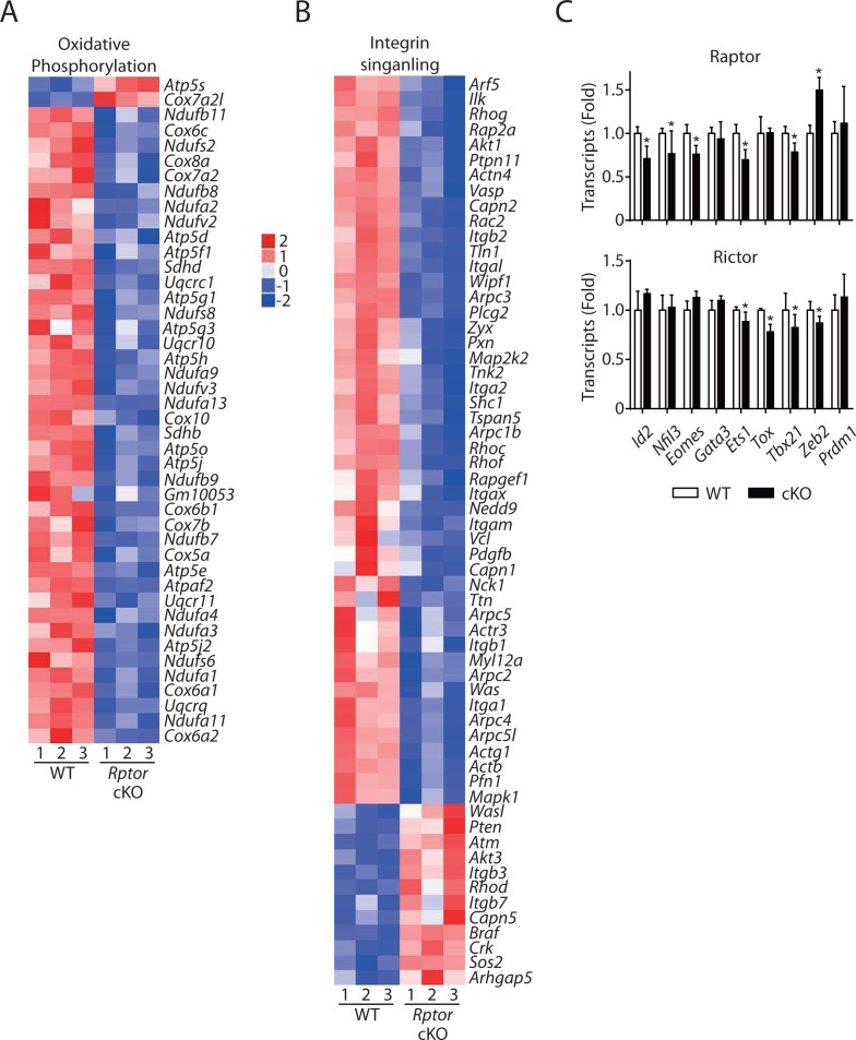 Figure 5—figure supplement 1.