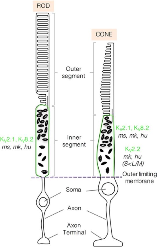 Figure 11.