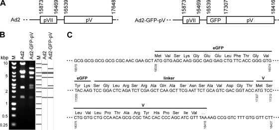 FIG. 1.