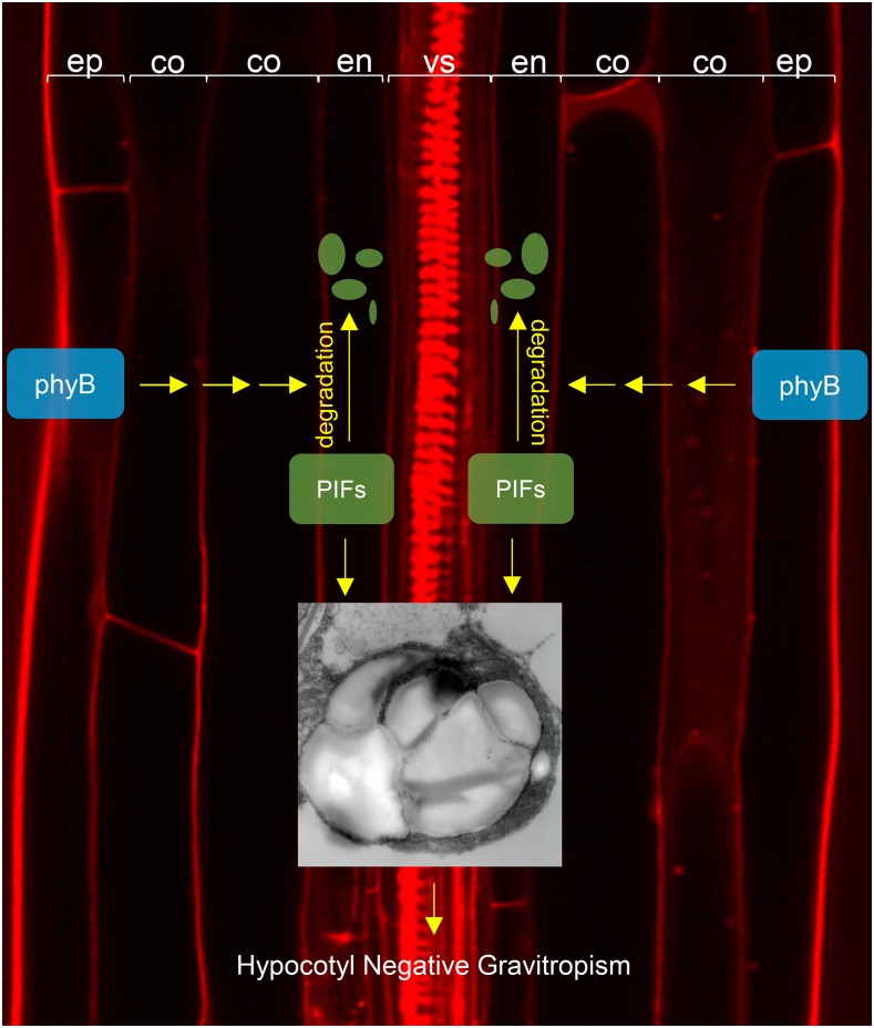 Figure 9.