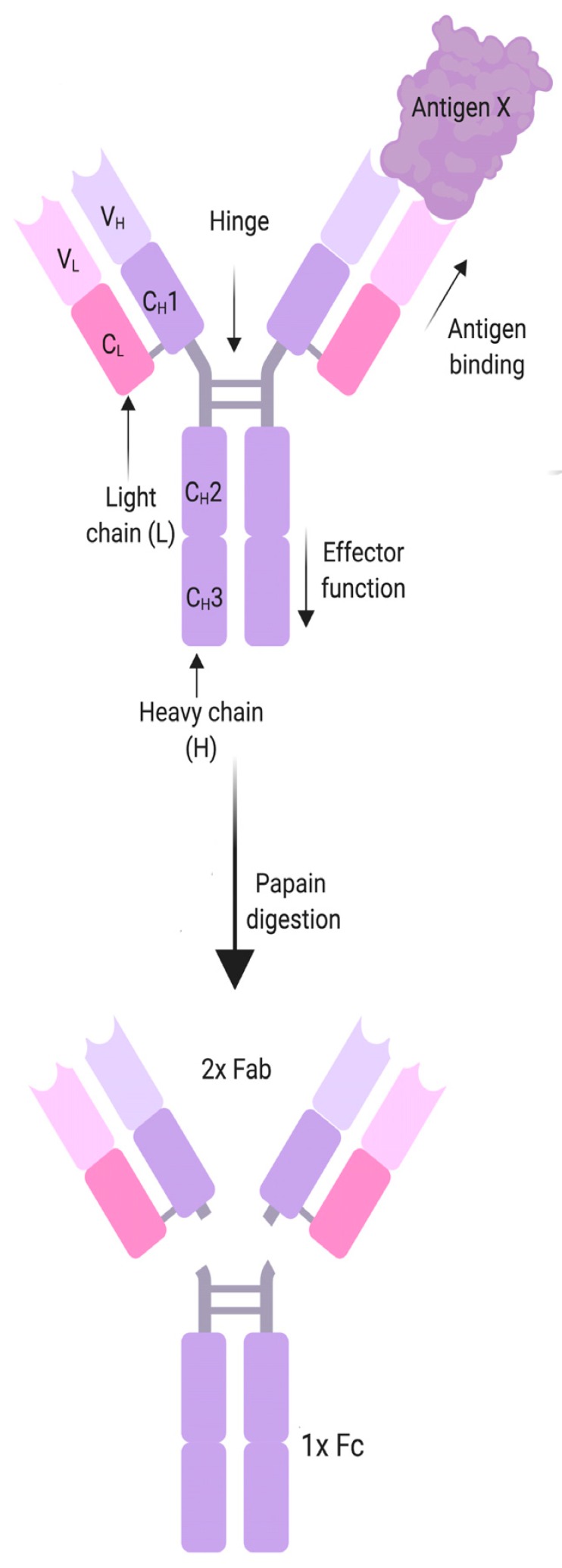 graphic file with name cells-08-00671-i001.jpg