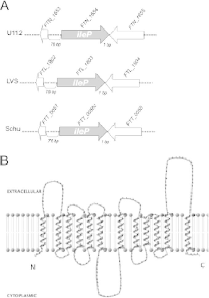 FIG 1