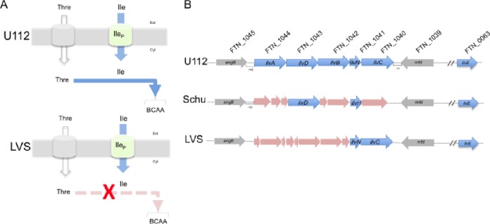 FIG 6