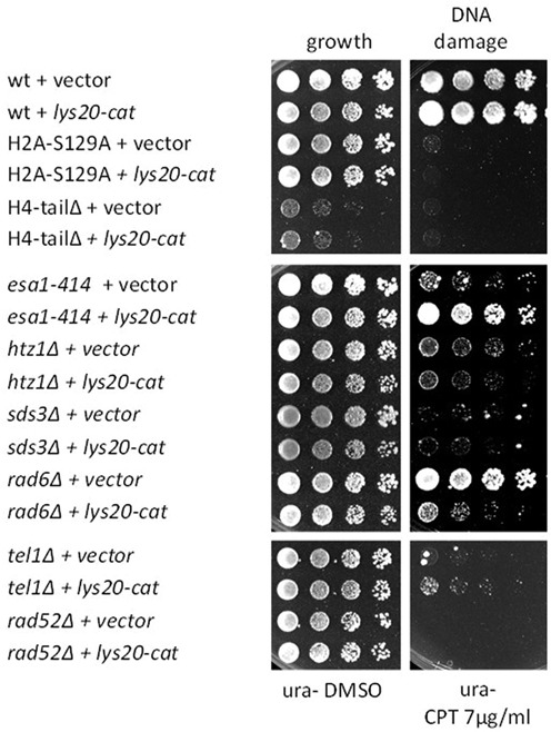 Figure 2.