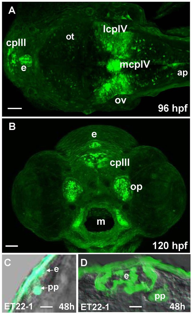 Figure 5