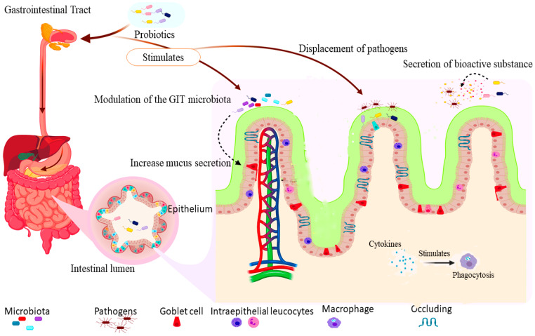 Multi-Strain Probiotics: Synergy among Isolates Enhances Biological ...