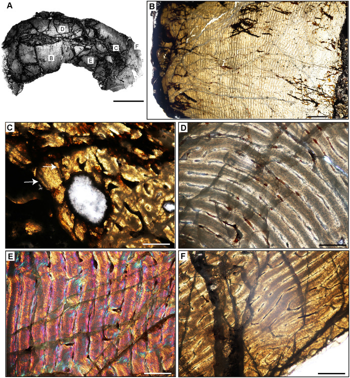 Fig 12