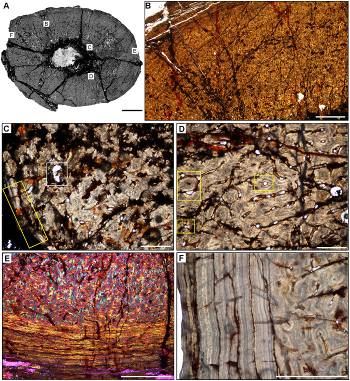 Fig 10