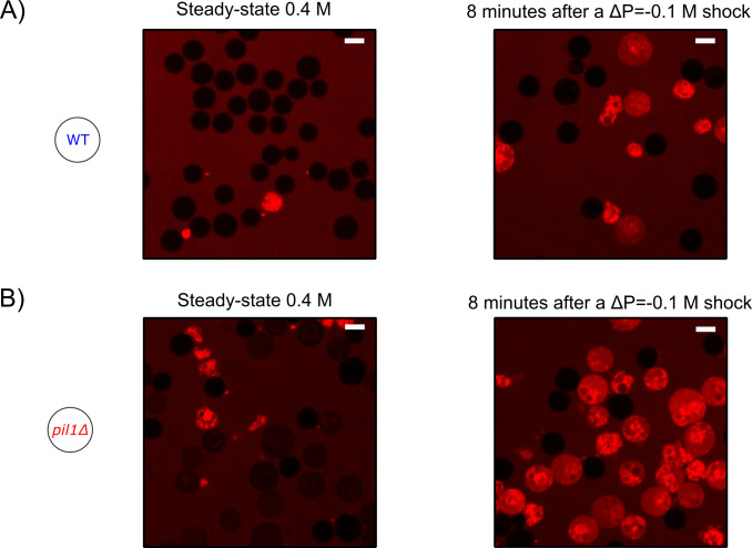 Figure 2—figure supplement 1.