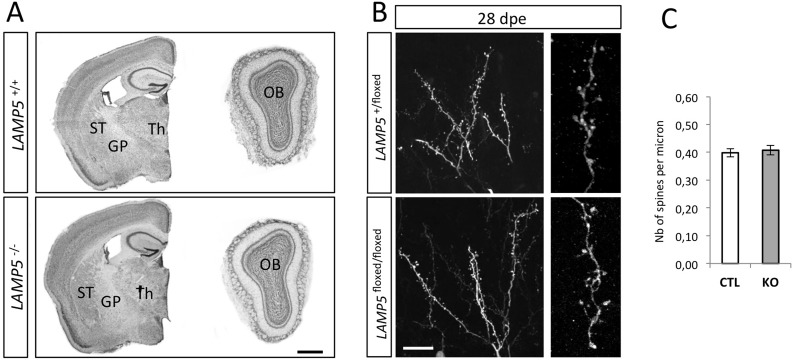 Fig 6