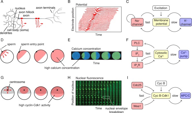 FIGURE 1: