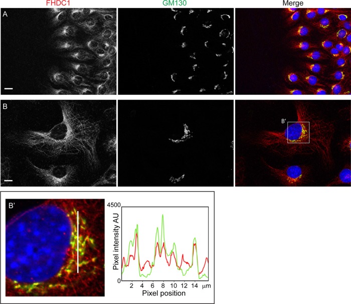 FIGURE 1: